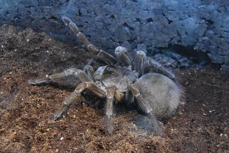 Praca w Słupsku: 3000 złotych miesięcznie za łapanie pająków 