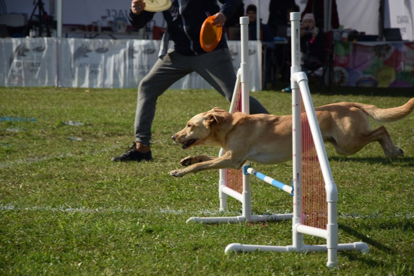"Latające psy" w Gdyni. Dla frisbee potrafią zrobić niesamowite rzeczy! Szybujące czworonogi w Parku Kolibki