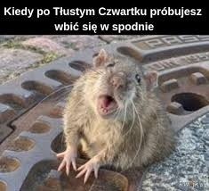 Memy o szczurach we Wrocławiu. Internauci jak zwykle w formie!