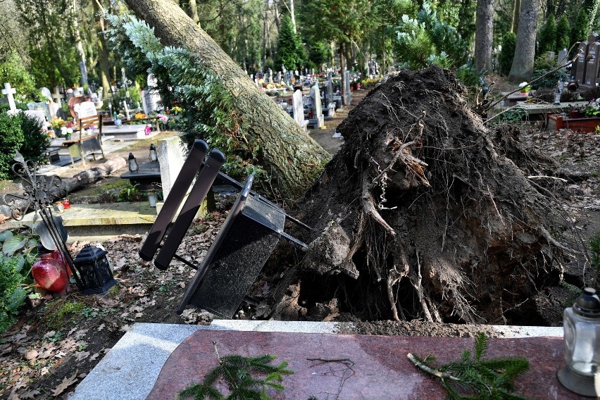 Cmentarz Centralny w Szczecinie po wichurze: połamane i powalone drzewa, uszkodzone pomniki [ZDJĘCIA]