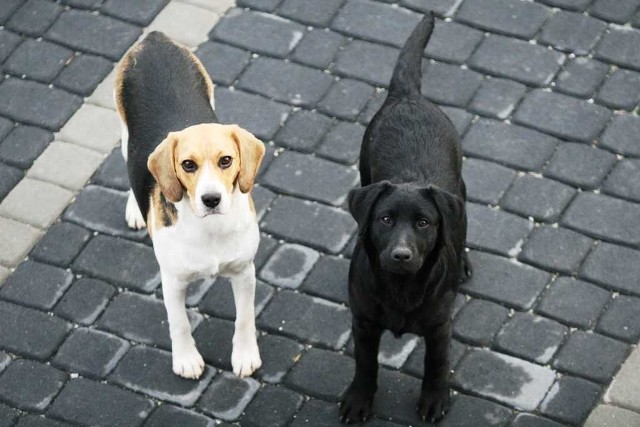 Beagle Zoli i labrador (?) Dina. Wychowywane razem od szczeniaka, razem biegają, bawią się i dogryzają sobie