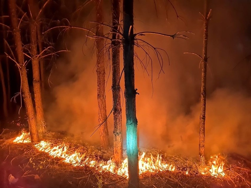 Pożar lasu w Bukowie.