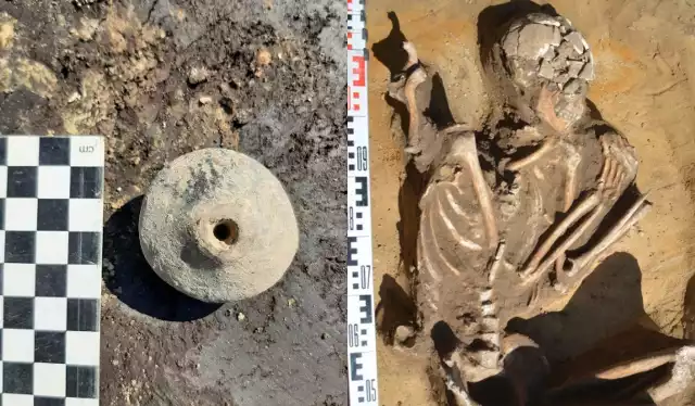 Ciekawe odkrycia pochówku szkieletowego sprzed 7 tys. lat na Rynku w Słomnikach