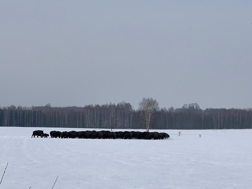 W lutym w Puszczy Knyszyńskiej można było zaobserwować stado...
