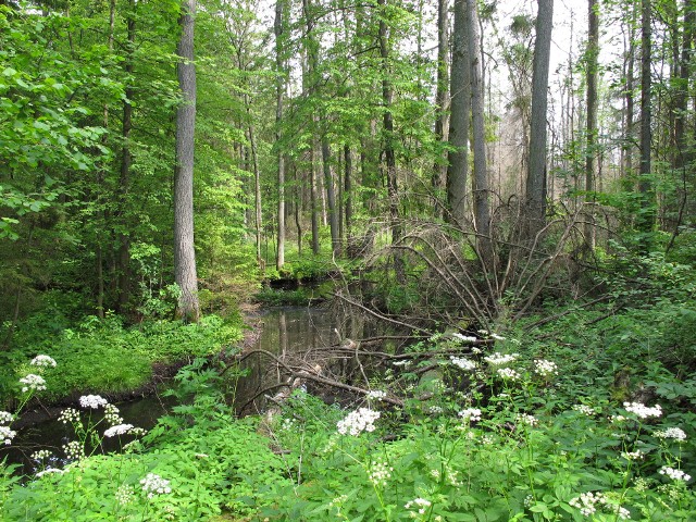 Ósmy odcinek serialu "Misja Natura" będzie o Puszczy Knyszyńskiej.