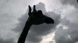 Zoo Poznań: Nie żyje kolejna żyrafa - tym razem Liptuś