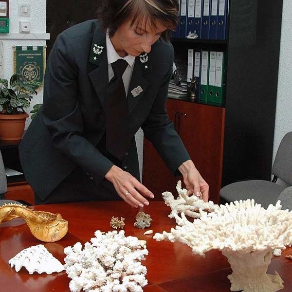 Elżbieta Kucia z Oddziału Celnego w Korczowej prezentuje niektóre z egzotycznych pamiątek skonfiskowane podróżnym. Wśród nich okazałe koralowce i szczęka rekina.