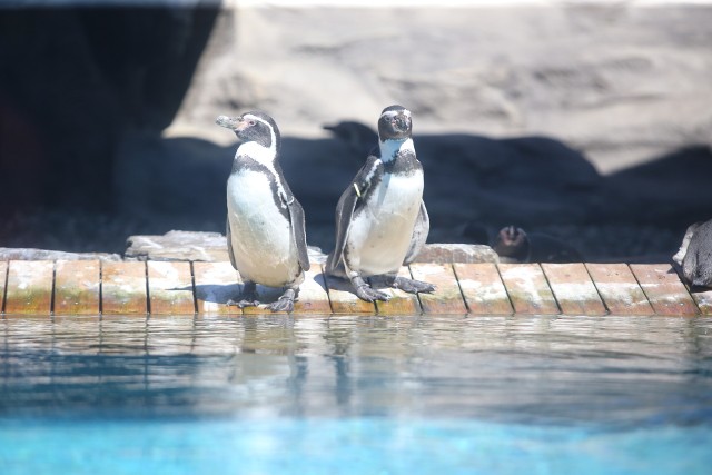 W ciepłe dni zwierzęta leniwie wypoczywają na wybiegach,a  pingwiny wesoła pluskają się w basenie.Zobacz kolejne zdjęcia/plansze. Przesuwaj zdjęcia w prawo - naciśnij strzałkę lub przycisk NASTĘPNE