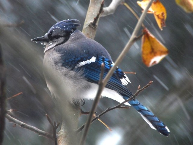 W środowym (8 lutego) "Głosie&#8221;&#8200;(str. 4) podpowiadamy jak prawidłowo dokarmiać ptaki zimą.