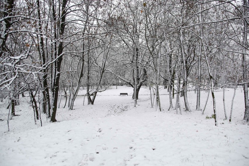 Park Bednarskiego i okolice w zimowej odsłonie