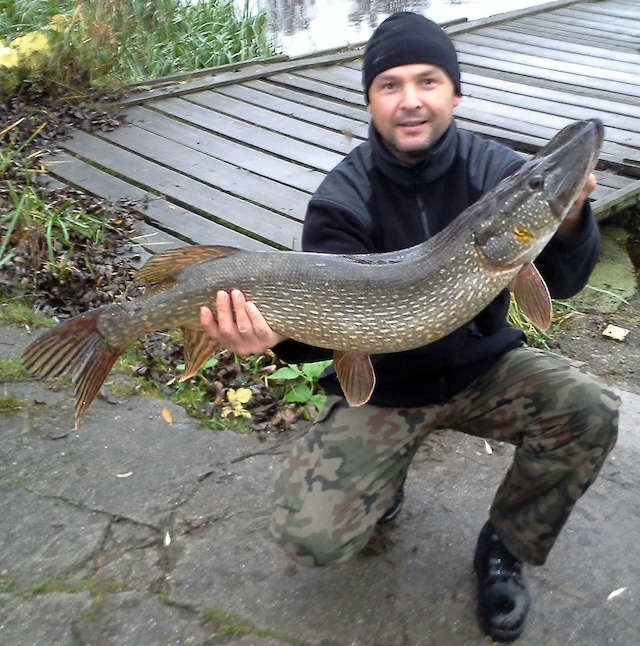 W okolicy Brdyujścia na torze regatowym  Grzegorz Klesyk  złowił szczupaka, ważącego 7,76 kg  (norma Brązowego Medalu PZW została przekroczona o 0,76 kg) ) i mierzącego 102 cm długości.