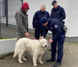 Małżeństwo policjantów z Gdyni pomogło odnaleźć właścicieli zaginionego psa
