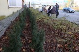 Nowy mini skwerek w centrum Kielc. Są ławeczki i drzewa, posadzono cisy, śnieguliczki i liliowce. Zobacz zdjęcia 