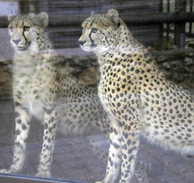 Dwa młode gepardy są w Opolu od dwóch miesięcy. Przyjechały z Irlandii.