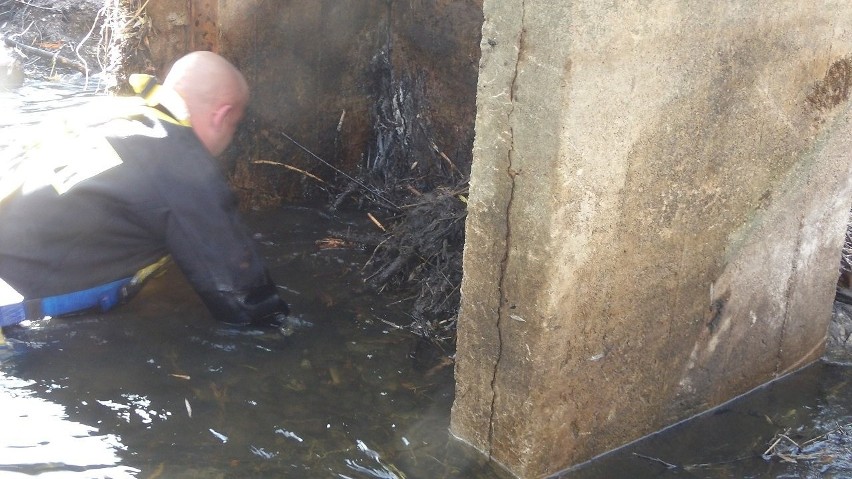 Czyszczenie mnicha na stawie w Łobzie