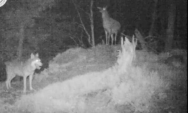 Fotopułaki zarejestrowały trwającą kilka godzin obronę łani przed atakiem wilka