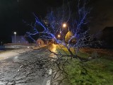Niż Niklas w Polsce 24.11. Wichura w centrum kraju. W Łódzkiem wiatr łamał gałęzie drzew, zrywał dachy. Ponad sto interwencji 