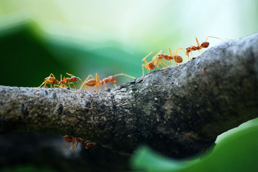 Do odstraszenia mrówek przyda się oprysk lub polanie...