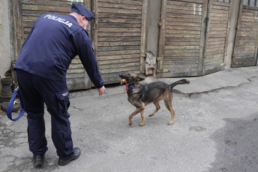 Policyjne psy służą podczas paroli, poszukiwań, wykrywania...