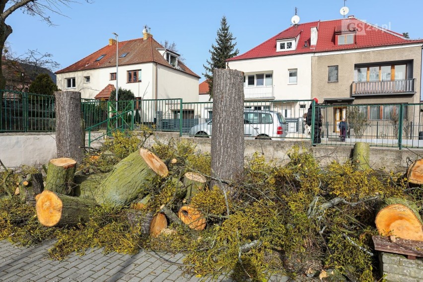 Nowe drzewa na ul. Reymonta w Szczecinie już w kwietniu? Co dokładnie dolegało tym usuniętym?
