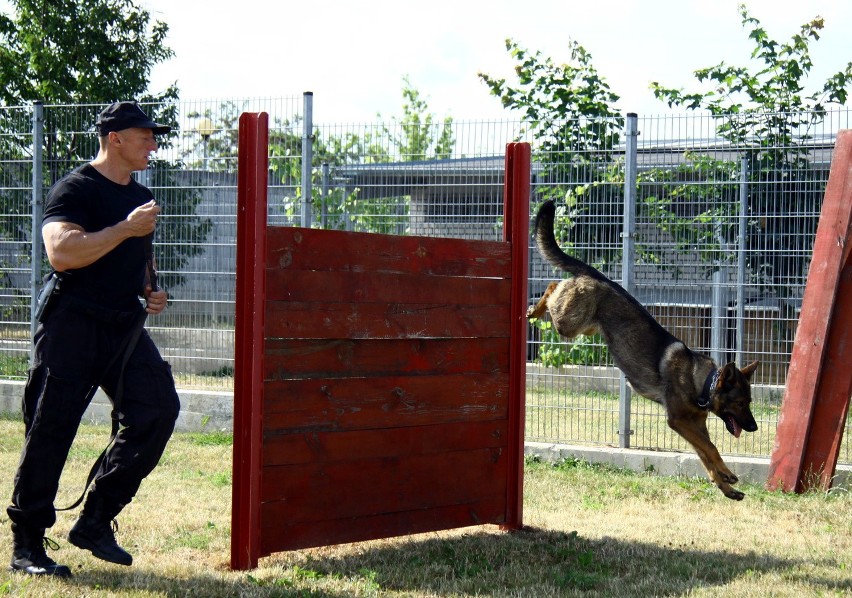 Policyjne psy rywalizują o miano najlepszego na Lubelszczyźnie [WIDEO, ZDJĘCIA]