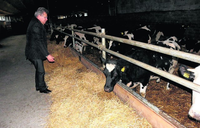 Fundacja Powiatu Mogileńskiego hoduje także krowy. Nowoczesna obora jest skomputeryzowana, a uczniowie w klasach na monitorach  mogą śledzić, jak przebiega automatyczne dojenie zwierząt