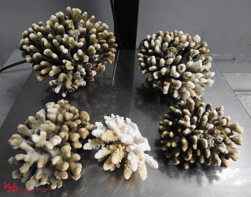 Rafa koralowa o wadze prawie 2,5 kg została znaleziona w...