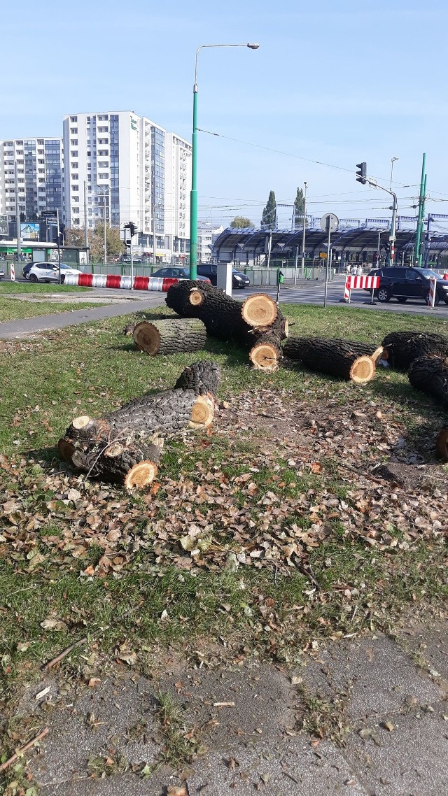 We wtorek rano w mediach społecznościowych pojawiły się liczne posty i zdjęcia od zaniepokojonych mieszkańców Poznania na których widać wycinkę wiekowych drzew w okolicy ronda Rataje.Przejdź do następnego zdjęcia ------>