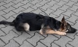 Znacie tego psa? Mieszkańcy znaleźli go w parku na osiedlu Chrobrego w Poznaniu