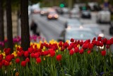 Bielsko-Biała. Tysiące tulipanów zakwitło w mieście. Zasadzonych zostało 30 tys. kwiatów
