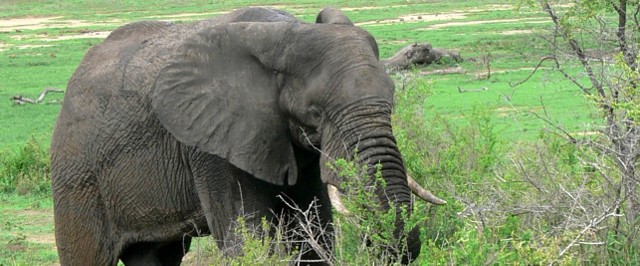 Myśliwy nie upolował słonia w Zimbabwe i chciał za to odszkodowanie.