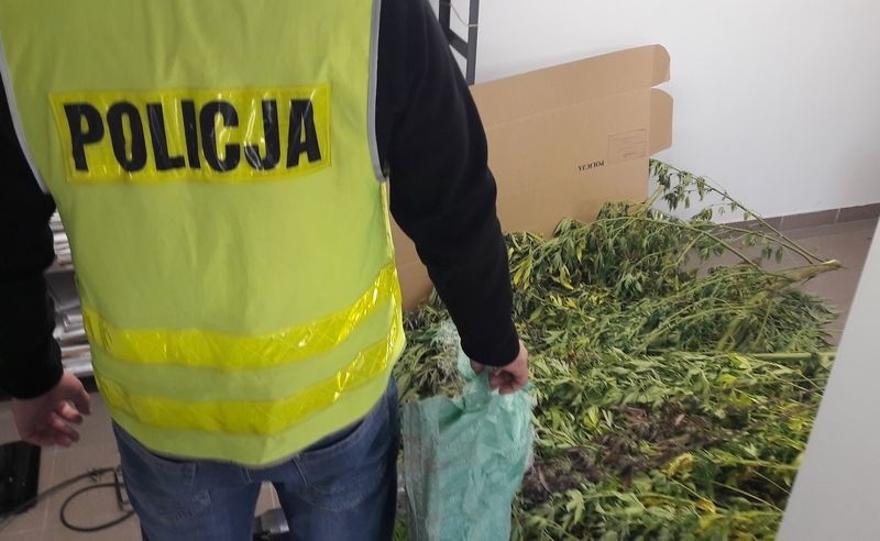 Funkcjonariusze zabezpieczyli 24 krzewy marihuany. Większość...