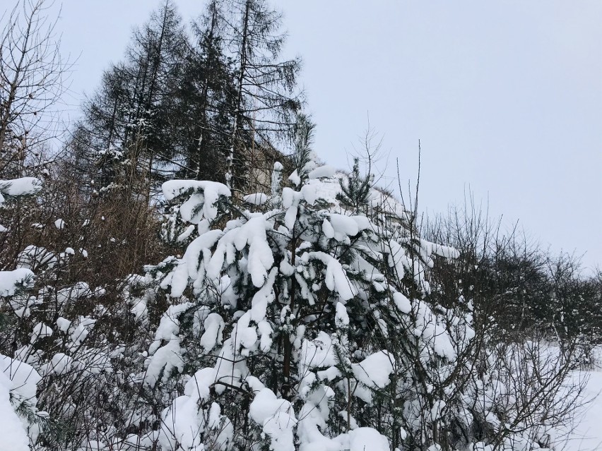 Jura Krakowsko-Częstochowska zimą jest piękna - zobaczcie!...