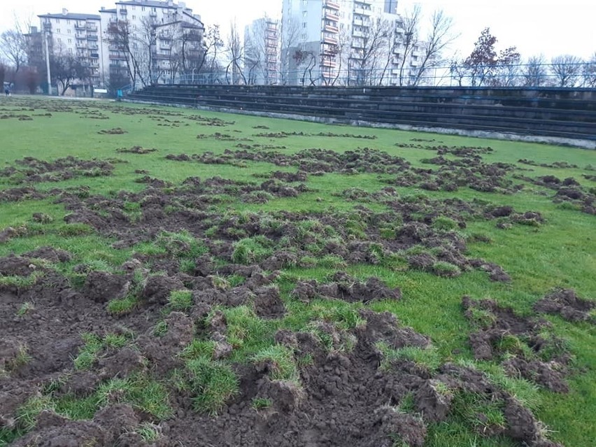 Boisko Albertusa Kraków zostało zniszczone przez dziki,...