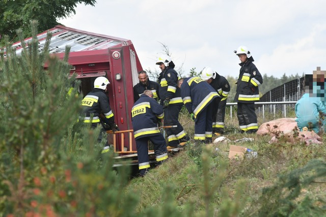 Na starej drodze krajowej nr 3 w okolicach skrzyżowania z drogą do Ściechówka doszło do kolizji. Z drogi wypadła ciężarówka, przewożąca świnie.