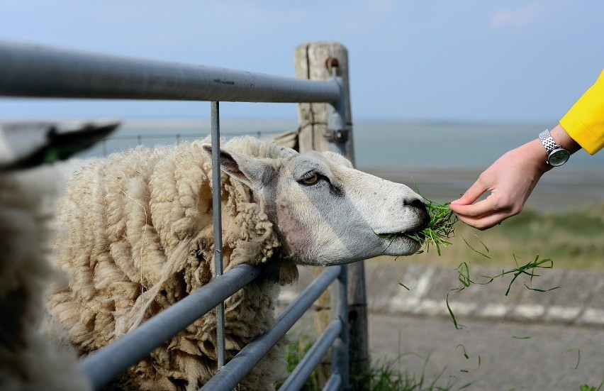 GUS wskazuje, że zwiększenie pogłowia owiec w gospodarstwach...