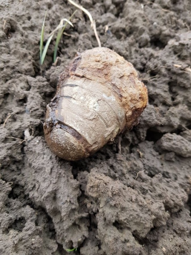 Podczas prac ziemnych związanych z remontem nasypu jezdni przy ul. Droga Hurecka w Przemyślu, robotnicy znaleźli w ziemi pocisk artyleryjski kaliber 90 mm pochodzący najprawdopodobniej z czasów II wojny światowej. Dzień później niebezpieczny przedmiot został znaleziony przy ul. Sobótki. Mieszkaniec Przemyśla podczas prowadzonych prac ziemnych na gruncie ornym znalazł zapalnik czołowy z pocisku artyleryjskiego z podobnego okresu co poprzednie znalezisko.Niewybuchy zabezpieczyli saperzy z Rzeszowa.Zobacz także: Niewybuch w Warszawie. Ewakuowano dwie kamienice