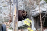 Niedźwiedzie ze śląskiego zoo wybudziły się z zimowego snu. Ogród Zoologiczny w Chorzowie jest otwarty dla zwiedzających 