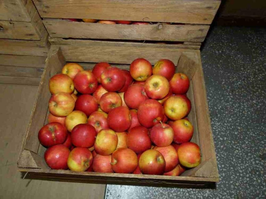 40 ton jabłek dla Deszczna. Teraz czekają na gruszki [ZDJĘCIA]