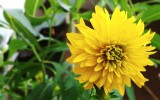 „Złote kule” to kwiaty ładne i łatwe w uprawie. Sprawdź, jak zadbać o te rudbekie i na co zwrócić uwagę, żeby nie zarosły ogrodu