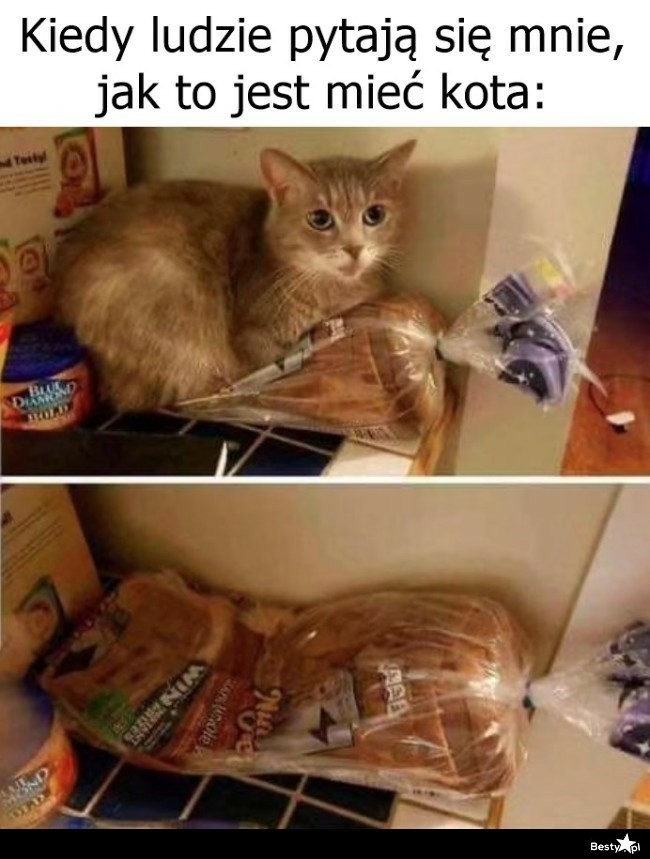 Oto memy o kotach specjalnie na Dzień Kota! Najlepsze memy dla miłośników kotów! 21.02.2024