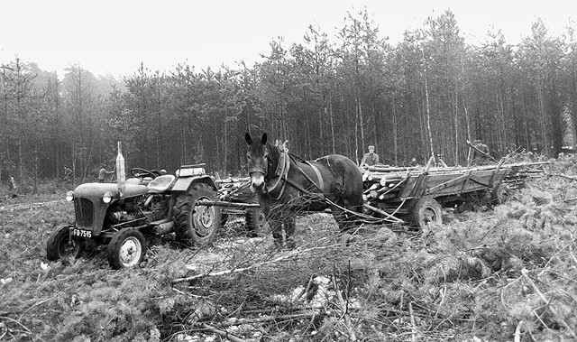 1975 - wyrąb lasu pod wielką inwestycję