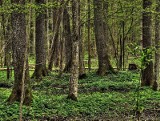 Puszcza Białowieska na 4 miejscu! Może być jeszcze wyżej!