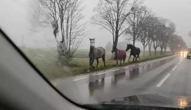 Dziś rano kierowcy z podwrocławskich miejscowości przecierali oczy ze zdumienia podczas porannej podróży do pracy, gdy z mgły wybiegły majestatyczne konie. Co się stało?