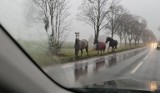 Konie biegające między samochodami pod Wrocławiem. Wyłaniały się nagle, z gęstej mgły. Co się stało? 