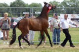 Kaberlina w koronie. Piękna klacz z Podkarpacia Superczempionką 2015 pokazów w Opatowcu (zdjęcia)