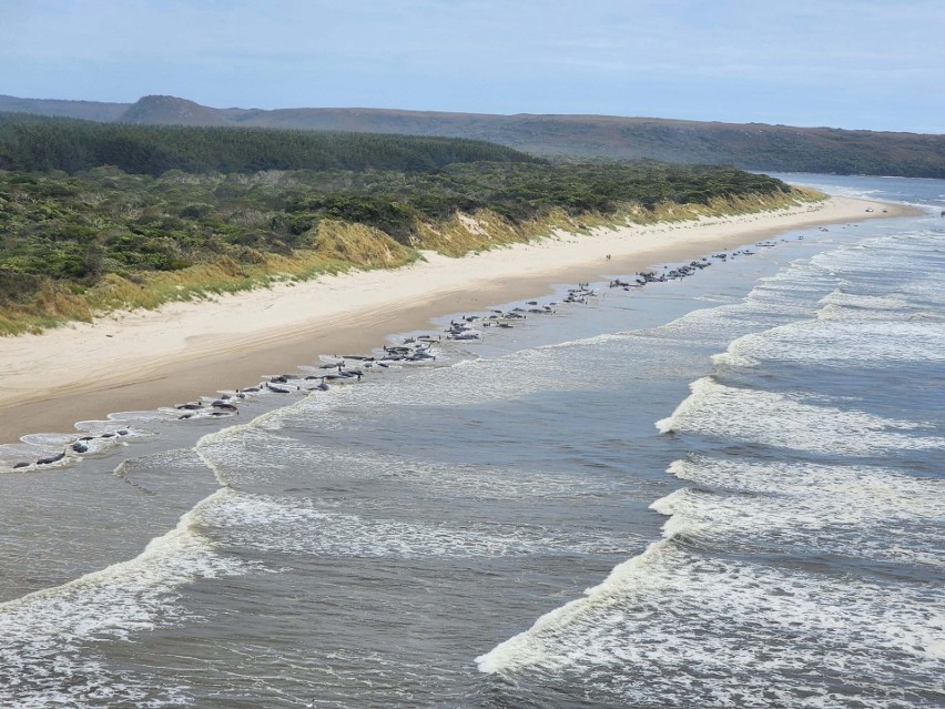 Na brzegu Tasmanii leży ponad 200 waleni. Nawet połowa może...