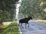 Brok. Uwaga, łosie na drodze! Trwa okres godowy łosi i jeleni