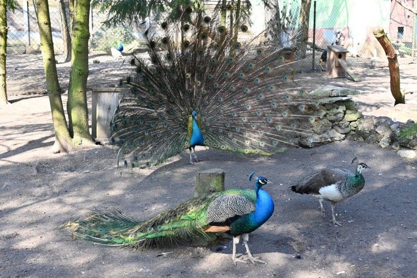 W Ogrodzie Zoologicznym "Leśne Zacisze" w Lisowie już czuć wiosnę. Warto odwiedzić go w święta i zobaczyć dopiero co narodzone młode 