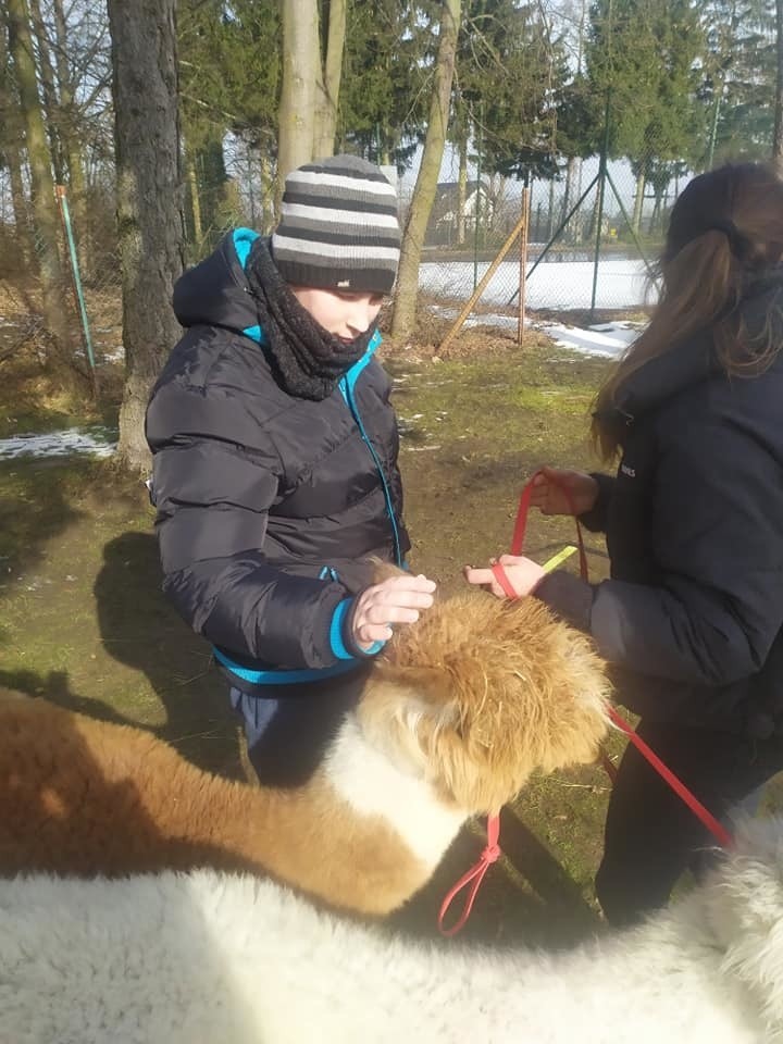 Alpaki u dzieci ze szkół specjalnych w Adamowie w gminie Promna. Była zabawa i rehabilitacja 